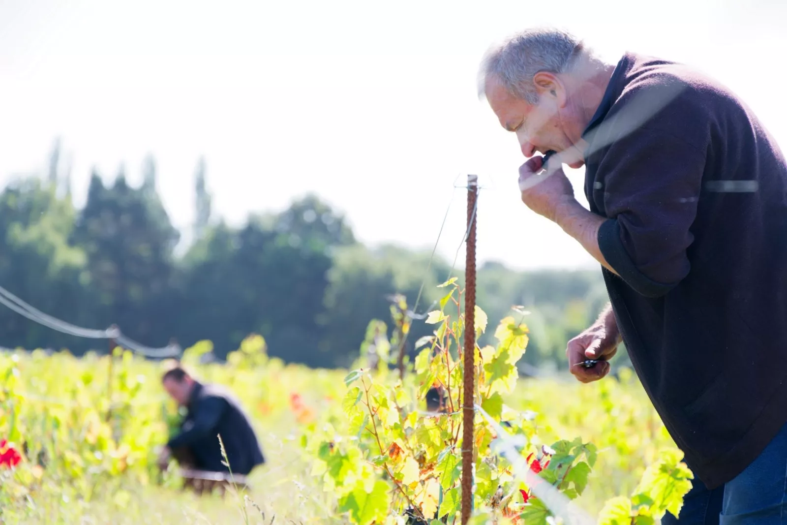 Small harvest, big issues: Muscadet and the challenging 2024 vintage