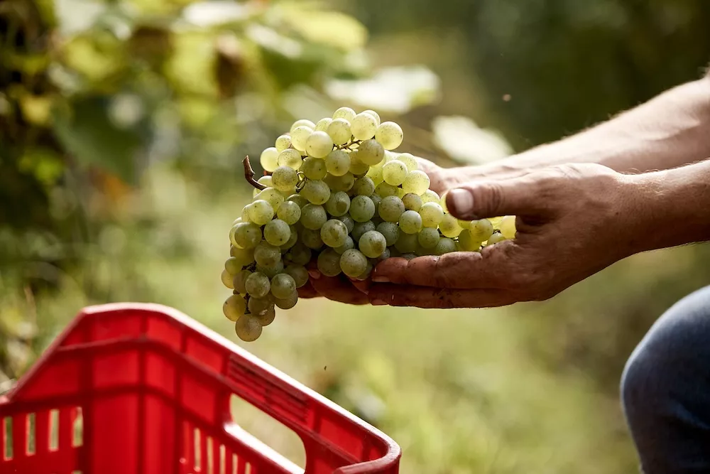 Rive, the jewels in Prosecco’s crown
