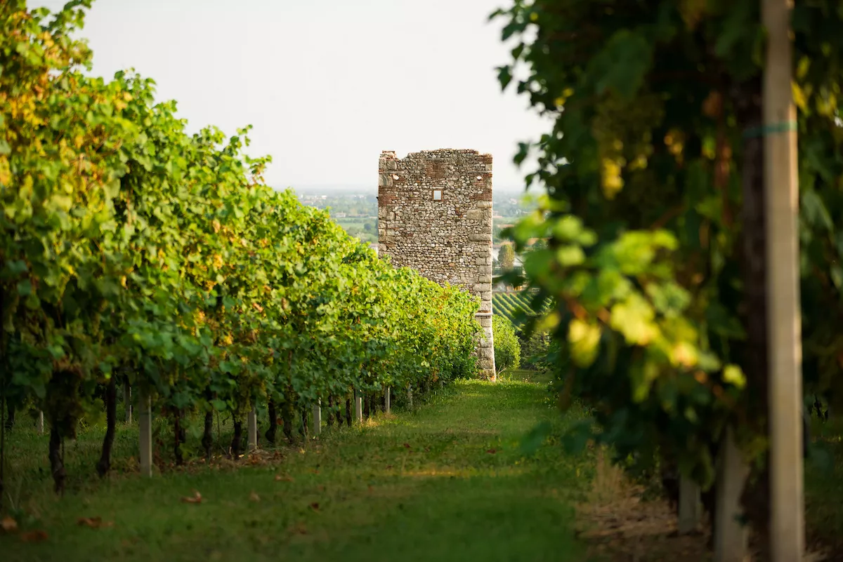 Prosecco in the pink of health
