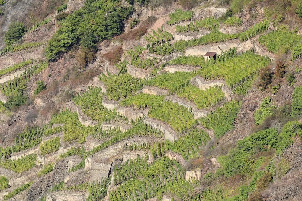 Les vins allemands, gagnants du réchauffement climatique ?