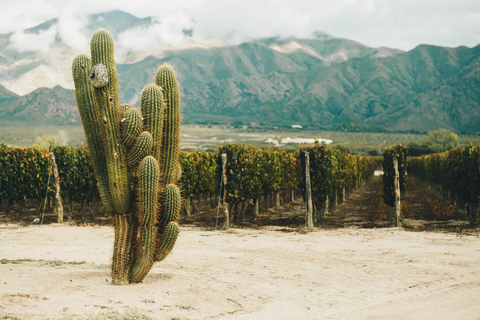 Argentina, beyond Malbec