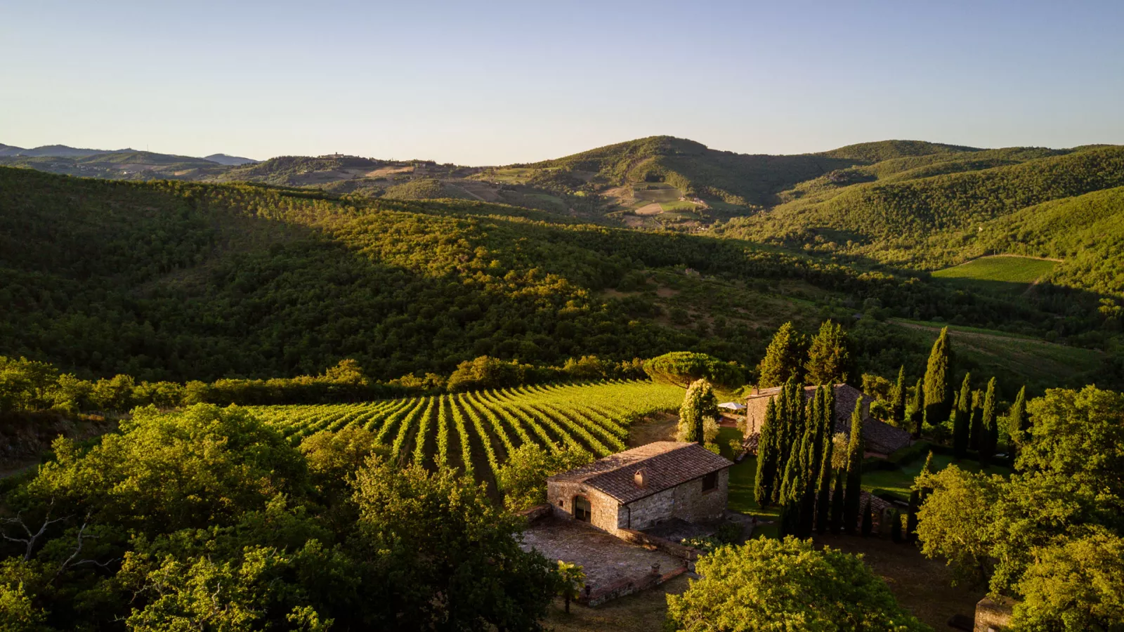 Sangiovese, the star of chianti