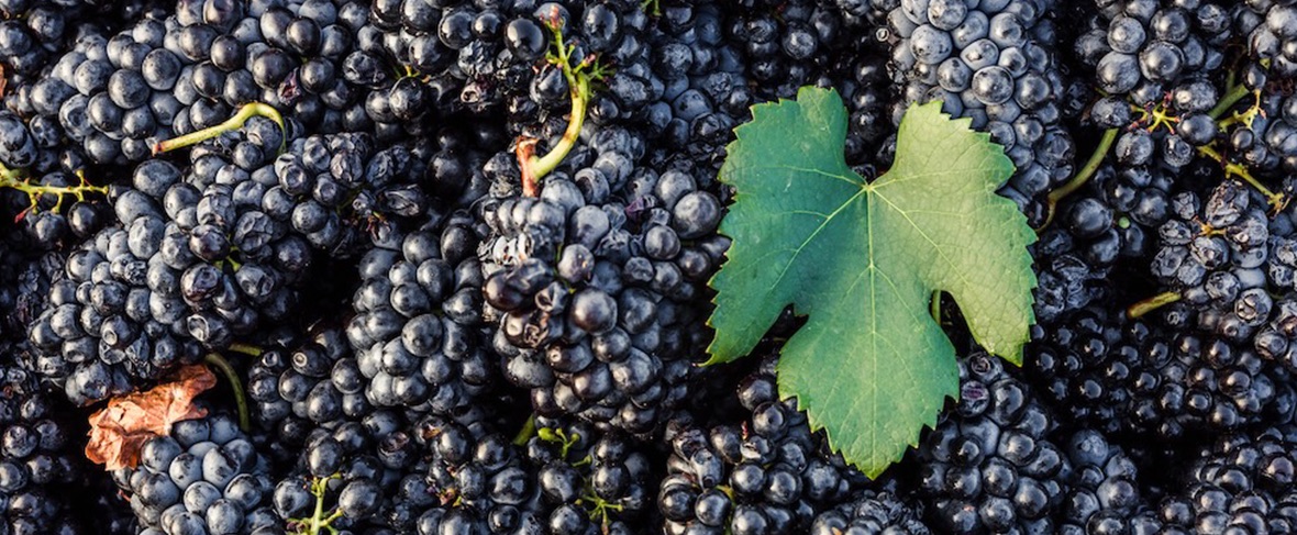 slide Pinotage at 100: A Legacy Reimagined