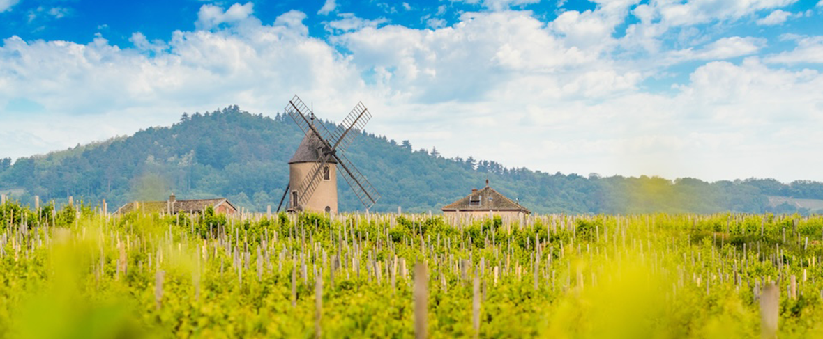 slide Beaujolais 2025 : un millésime tourné vers la qualité et le plaisir